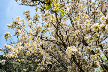 cherry tree blooming with sky