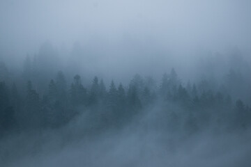 Thick fog in forest in mountains in the evening