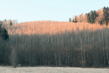 Sunrise lighting a half of the forest