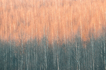 Sunrise lighting a half of the forest