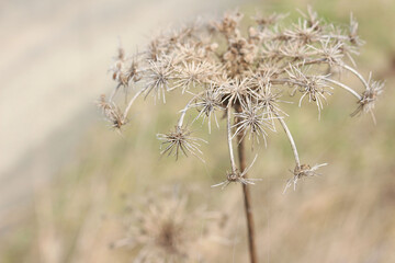 Dry thorn on the background of the field close up. Selective focus. Macro photography