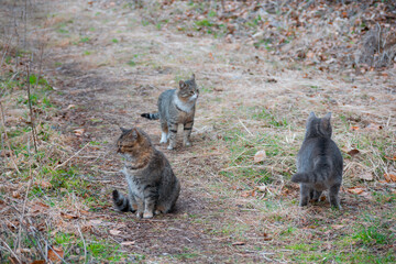 A group of cats in forest © Matej