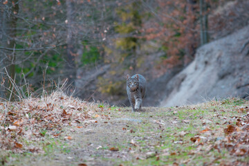 Cat running on a path in forest © Matej