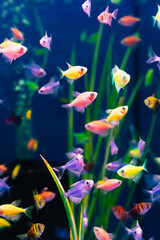 Fototapeta na wymiar small multi-colored fish swim in the aquarium. meditation. pet shop.