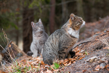 Naklejka na ściany i meble Cute cats sitting in forest together
