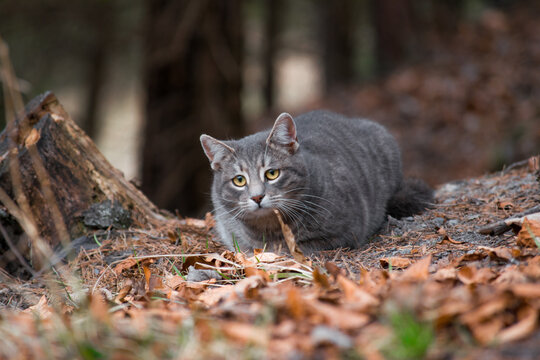Cute cat in forest hiding behind a leaf on the ground