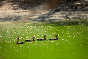 group of ducks swimming on a lake
