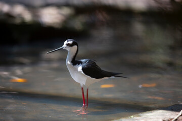 view of a black necked stilt