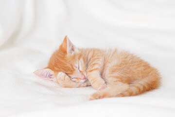 Fototapeta na wymiar cute ginger kitten cat sleeping at home on a white bed. High quality photo
