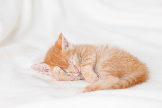 cute ginger kitten cat sleeping at home on a white bed. High quality photo