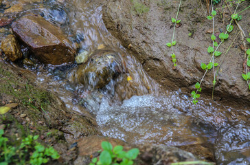 stream in a summer forest