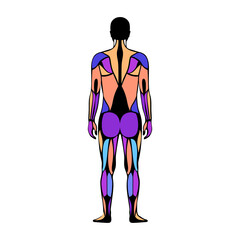 Human muscular system