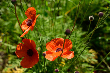 A few red wild poppies in the green grass. Background for text