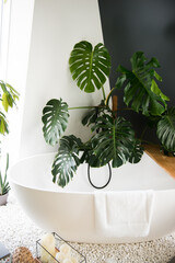 Cozy bathroom interior background with big white bathtub, natural green plant