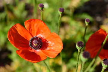 Large red wild poppy flower with black middle on a blurry natural background. Macro. Symbol of memory in World War II.
