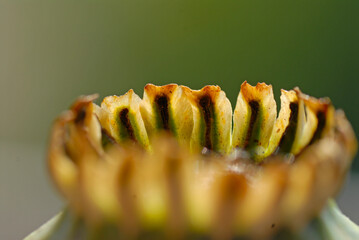 The top of a poppy seed box on a green blurry background. Macro. Abstract.