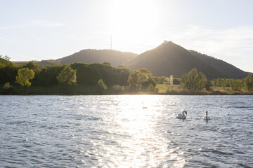 View of Vienna's Leopoldsberg and the danube river from Donauinsel in the evening sun in summer, with swans swimming on the danube.