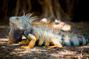 view of a Colombian iguana