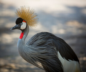 view of a grey crowned crane