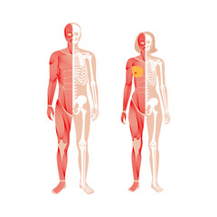 Human muscular system