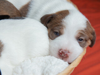 parson russell terrier dog dog puppies