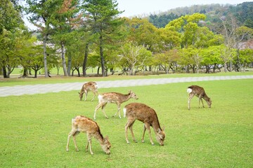 Wild deer eating green grass in Nara park, Japan - 日本 奈良 草を食べる奈良公園の鹿