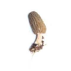 morel mushrooms on a white background. isolates photo mushrooms close up. National mushroom of Great Britain and the state of Minnesota.