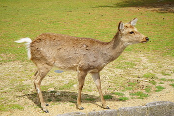 Naklejka na ściany i meble Female wild deer standing in Nara park, Japan, closeup view - 日本 奈良 奈良公園の鹿