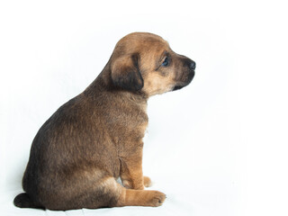 Parson Russell Terrier puppies in front of white background
