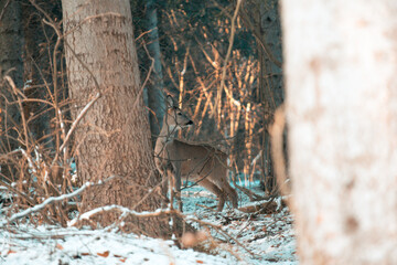 Deer in a forest in winter