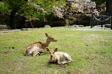 Flock of Female wild deer standing in Nara park, Japan, closeup view - 日本 奈良 奈良公園の鹿