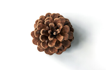 Decorative fir cone on a white background.