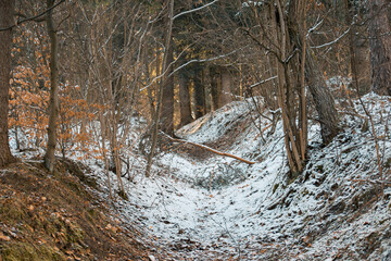 Fototapeta na wymiar Snow in a forest in autumn morning