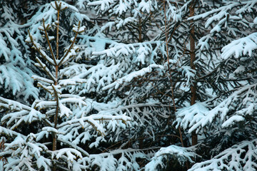 Snow on green tree branches in forest in winter