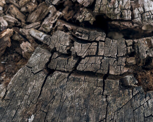 Dry old wood texture