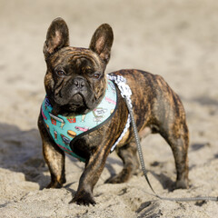 8-Month-Old Brindle Frenchie male puppy standing at a sandy beach in Northern California.