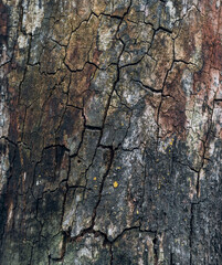 Dry old wood texture
