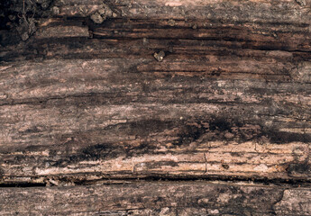 Dry old wood texture