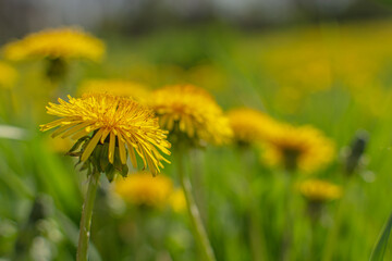 Lots of yellow dandelions in the meadow. Summer theme.