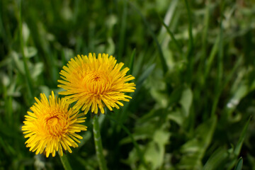 Two yellow dandelions on a green background.