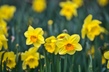 Beautiful low ground closeup view of single spring yellow daffodils (Narcissus) with orange corona at Marlay Park, Dublin, Ireland. Soft and selective focus. Flower dreamland. April yellow flowers