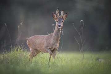 chevreuil brocard male