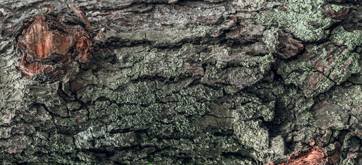 Dry old wood texture