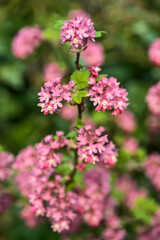 Beautiful closeup spring view of wild red-flowering currant (Ribes sanguineum) pink corolla and yellow stamens blossom growing in Ballinteer, Dublin, Ireland. Soft and selective focus