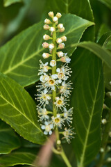 Beautiful vertical closeup spring view of white blooming common laurel (Prunus laurocerasus) in Marlay Park, Dublin, Ireland. Soft and selective focus