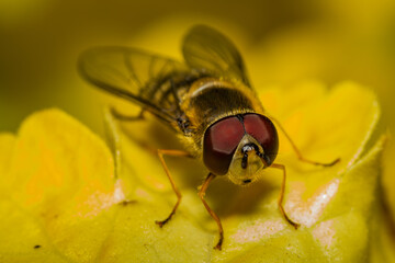 Hoverfly resting on a plant macro photo