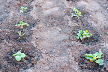 Planting young strawberry seedlings in the fall.