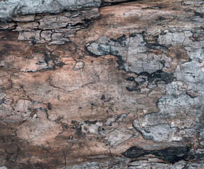 Dry old wood texture