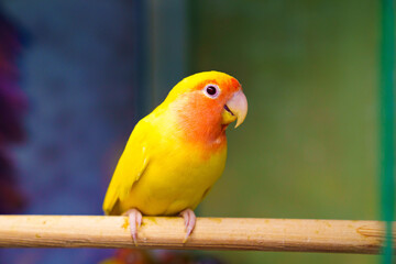 lovebird parrot. bird is inseparable. large, colorful, beautiful parrots. 