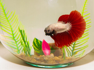 Colorful ornamental fish Betta of aquarium.Betta splendens